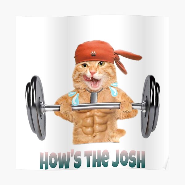 Cat Weight Lifting Posters Redbubble - body building roblox weightlifting hack