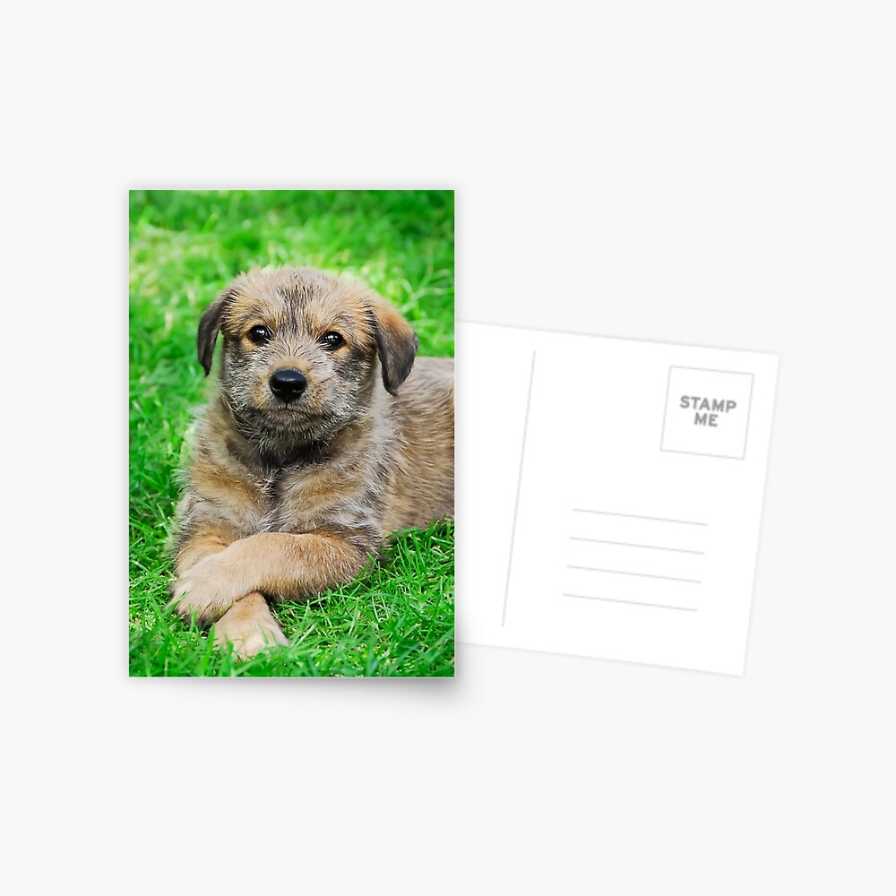 Cool Puppy Berger Picard Greeting Card By Kathom Redbubble
