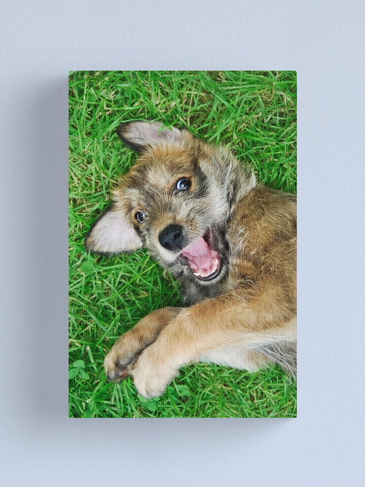 Giggle Berger Picard Puppy Canvas Print By Kathom Redbubble