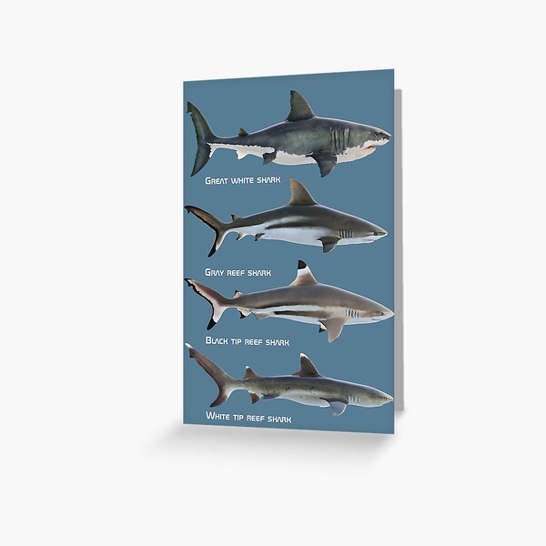 Item preview, Shark species designed and sold by DavidPenfound.