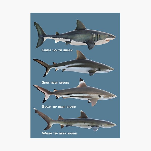Impressions Photo Sur Le Theme Esp C3 A8ces De Requins Redbubble Impressions Photo Sur Le Theme Esp C3 A8ces De Requins Redbubble