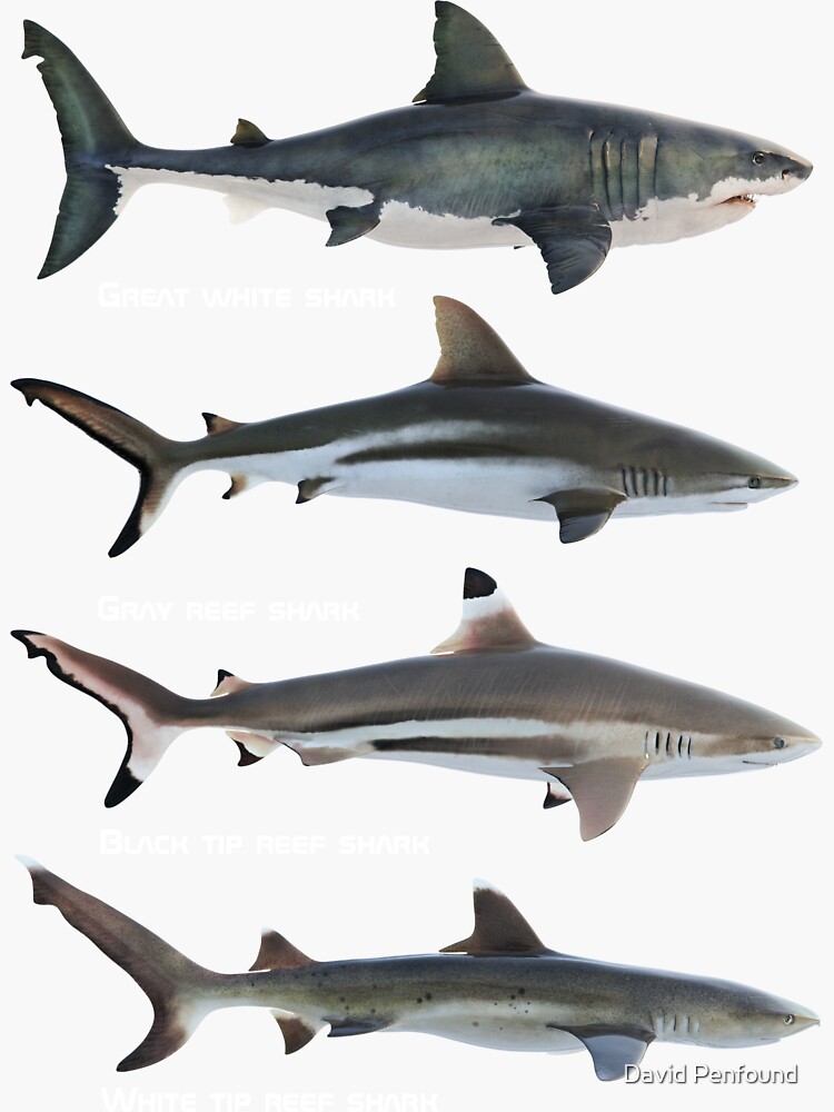 Great White Shark Species in Ocean | Mens Fishing Long Sleeve T-Shirt,  Black, X-Large