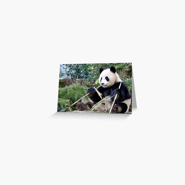 Item preview, Chop Sticks - Funi   - Adelaide Zoo's Female Panda designed and sold by chijude.