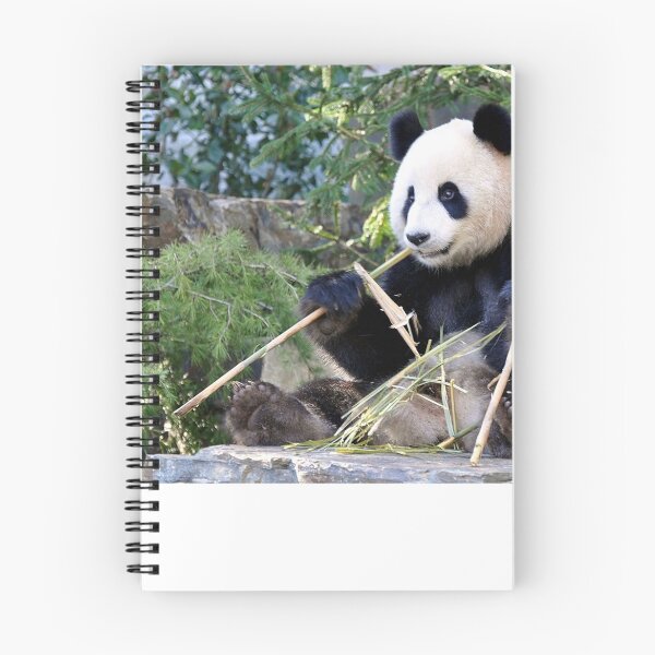 Item preview, Chop Sticks - Funi   - Adelaide Zoo's Female Panda designed and sold by chijude.