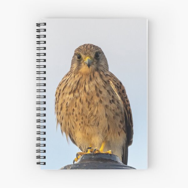 Item preview, Kestrel designed and sold by iCimages.net.