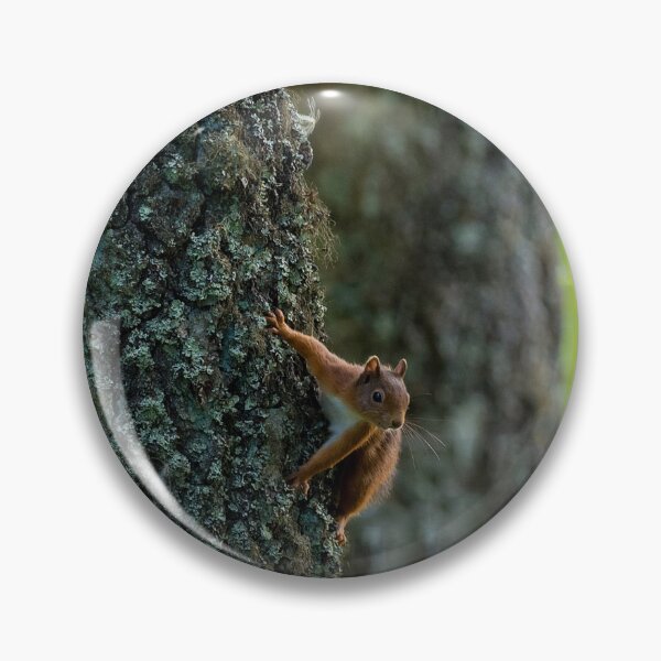 Item preview, Red squirrel on tree trunk designed and sold by iCimages.net.