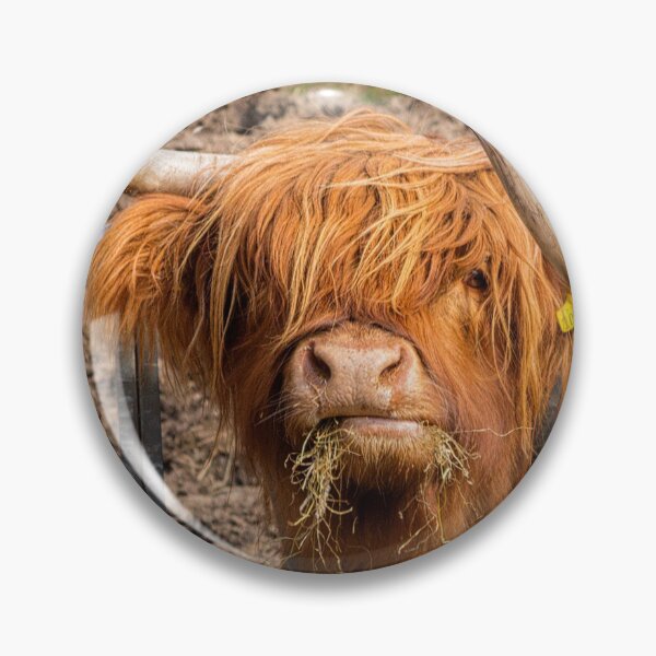 Item preview, Cute hungry ginger Scottish Highland cow designed and sold by HaleyRedshaw.