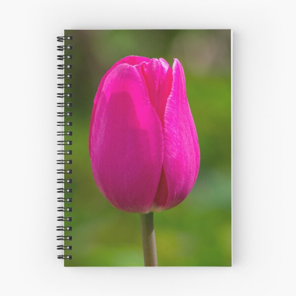 Item preview, Single pink tulip flower designed and sold by iCimages.net.