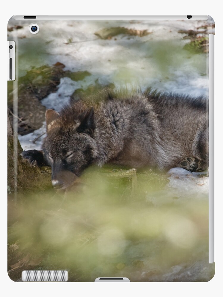 Funda y vinilo para iPad «Dormir lobo negro» de jaydee1400 | Redbubble