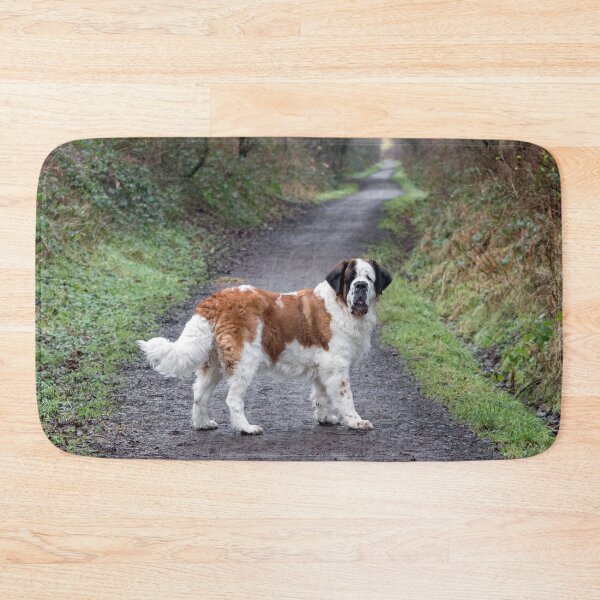 Item preview, St Bernard dog in Autumn woodland designed and sold by HaleyRedshaw.