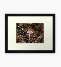 Pink Toadstool Fungus Framed Print