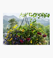 Yellow Annuals Photographic Print