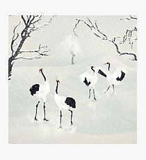 Love's Dance Photographic Print