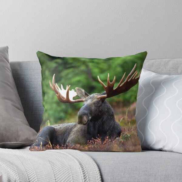 Aperçu de l'œuvre Moose Resting créée et vendue par SpiceTree.