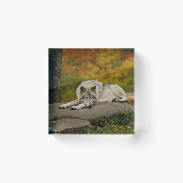 Item preview, Timber Wolf designed and sold by Michael Cummings.