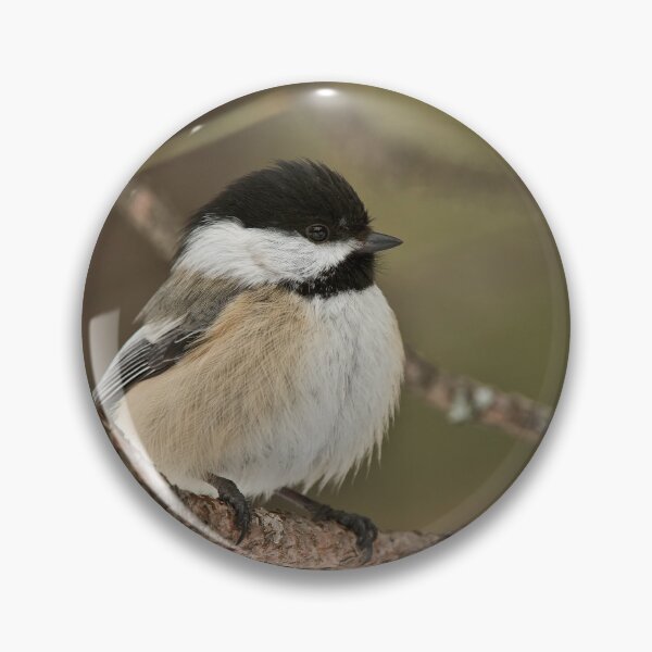 Item preview, Black Capped Chickadee designed and sold by Michael Cummings.