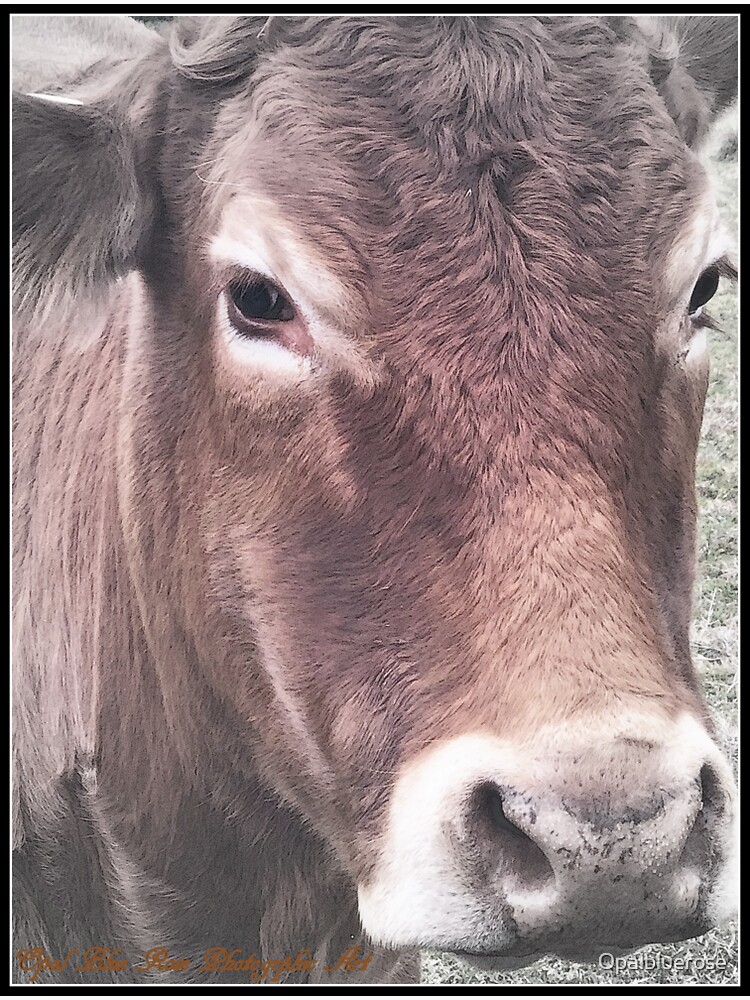 "HOW NOW BROWN COW " Sticker by Opalbluerose Redbubble