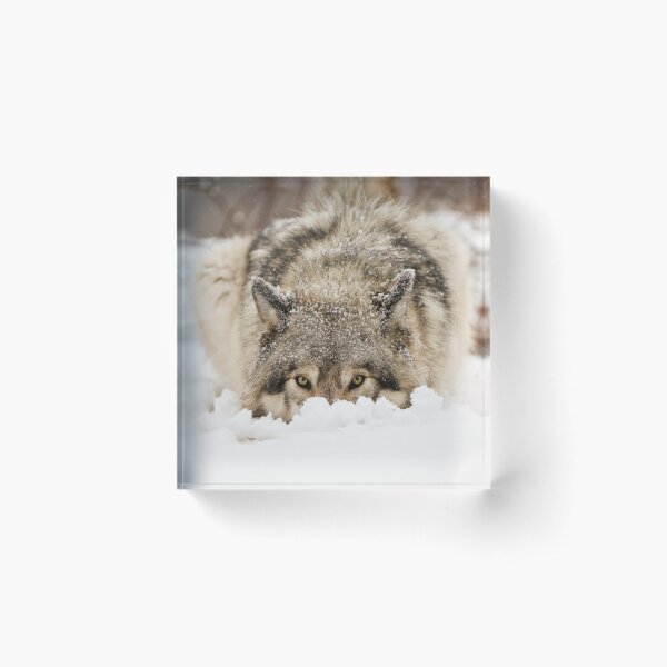 Whose The Pretty Puppy? Acrylic Block