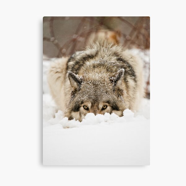 Whose The Pretty Puppy? Canvas Print