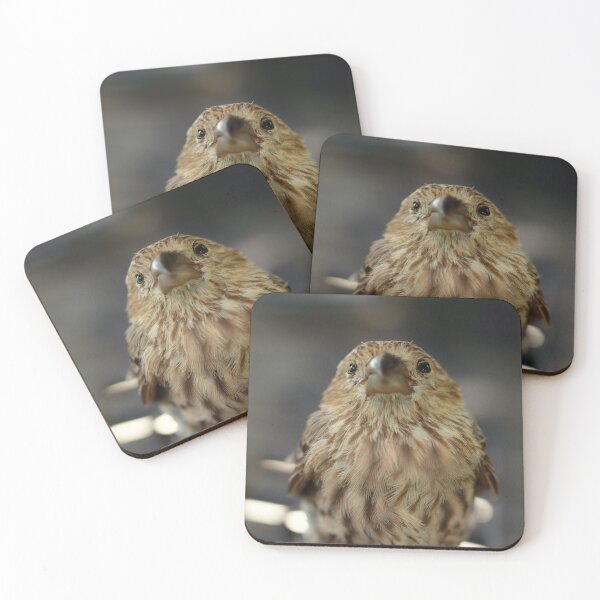 Item preview, Sweet House Finch designed and sold by StampCity.
