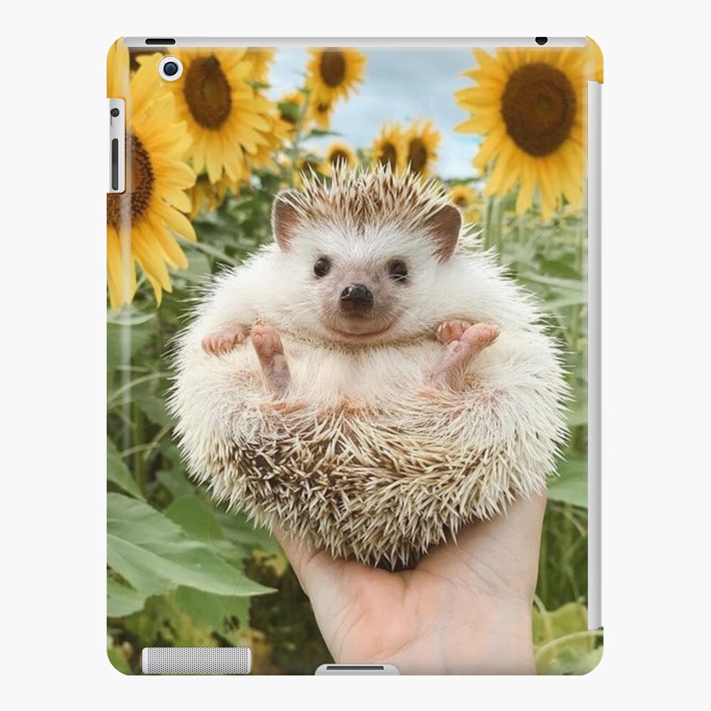 Baby hedgehog HD wallpapers | Pxfuel