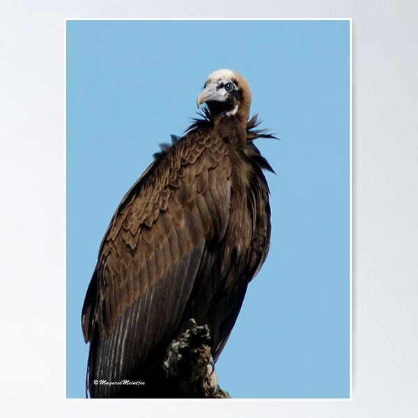 Aperçu de l'œuvre HOODED VULTURE ~ Necrosyrles monachus – MONNIKAASVOEL créée et vendue par Magriet Meintjes.