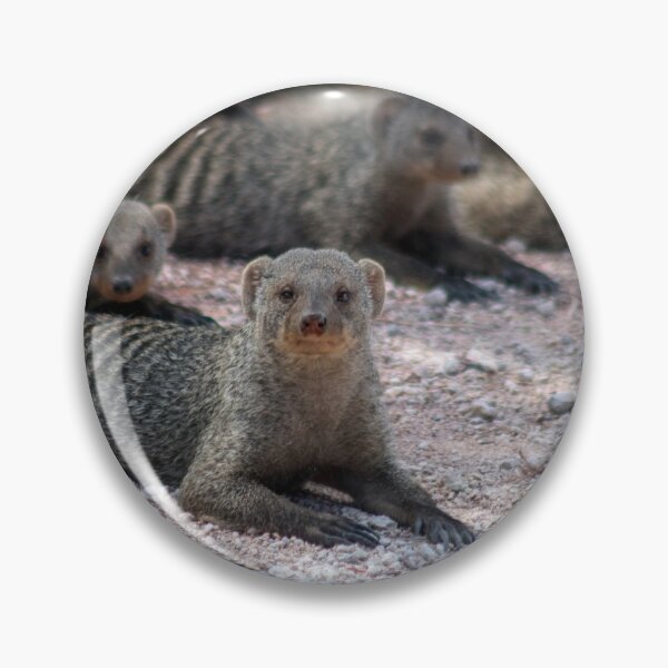 Item preview, Banded mongoose in Namibia designed and sold by HazelWright.