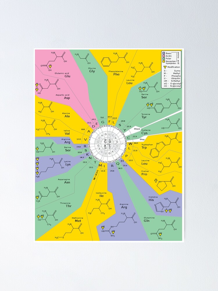 Alternate view of The Genetic Code Poster