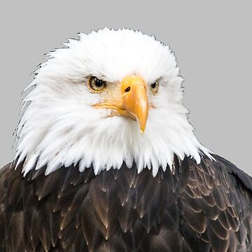 Vorschaubild zum Design Weißkopfseeadler von Katja LebenFreude
