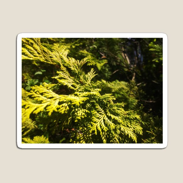 Cedar Maze, Closeup Texture, Beauty of Nature by Courtney Hatcher Magnet
