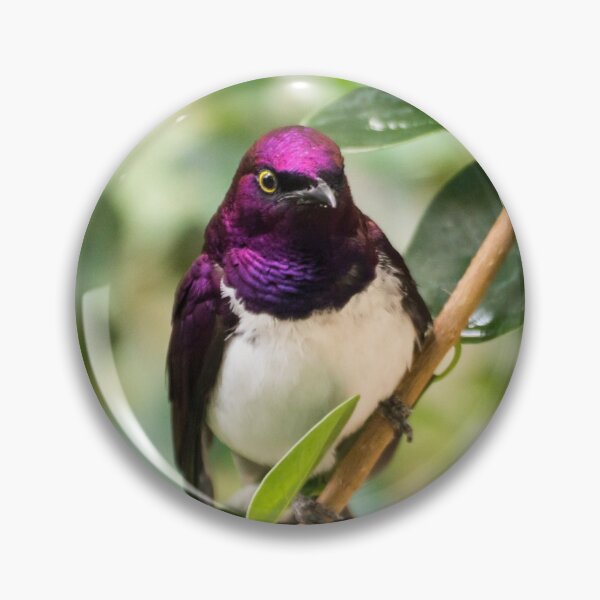 Artikelvorschau, Sterling mit violettem Rücken entworfen und verkauft von Salamanderland.