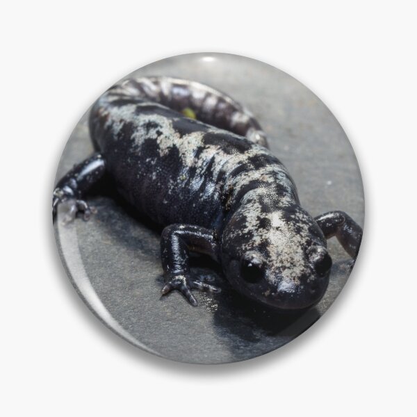 Item preview, Ambystoma opacum designed and sold by Salamanderland.