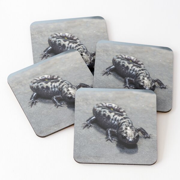 Item preview, Ambystoma opacum designed and sold by Salamanderland.