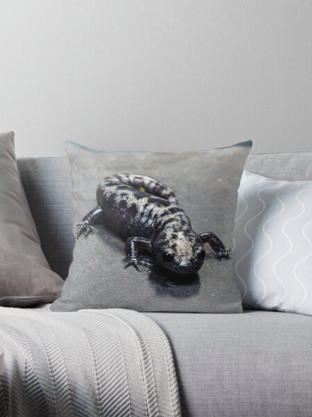 Vista previa del artículo con la obra «Ambystoma opacum», diseñado y vendido por Salamanderland.