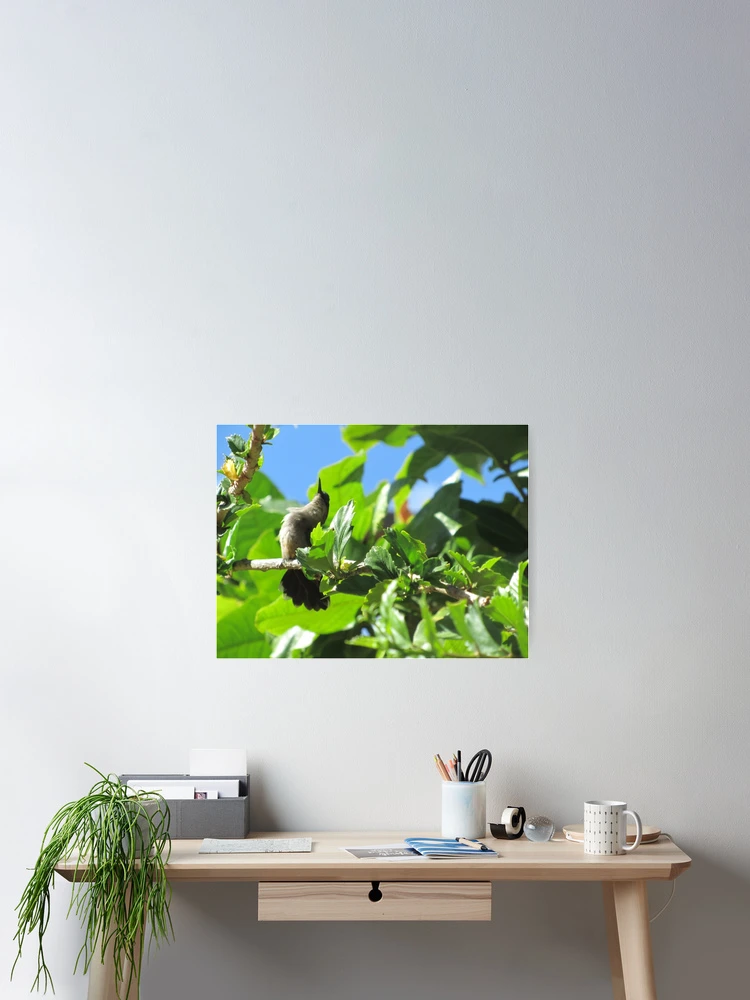 Thumbnail 2 of 3, Poster, Hummingbird designed and sold by Black Onyx Designs.