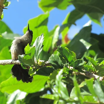 Artwork thumbnail, Hummingbird by Black Onyx Designs