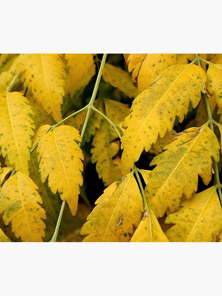 Wisteria Leaves in the Fall by douglasewelch