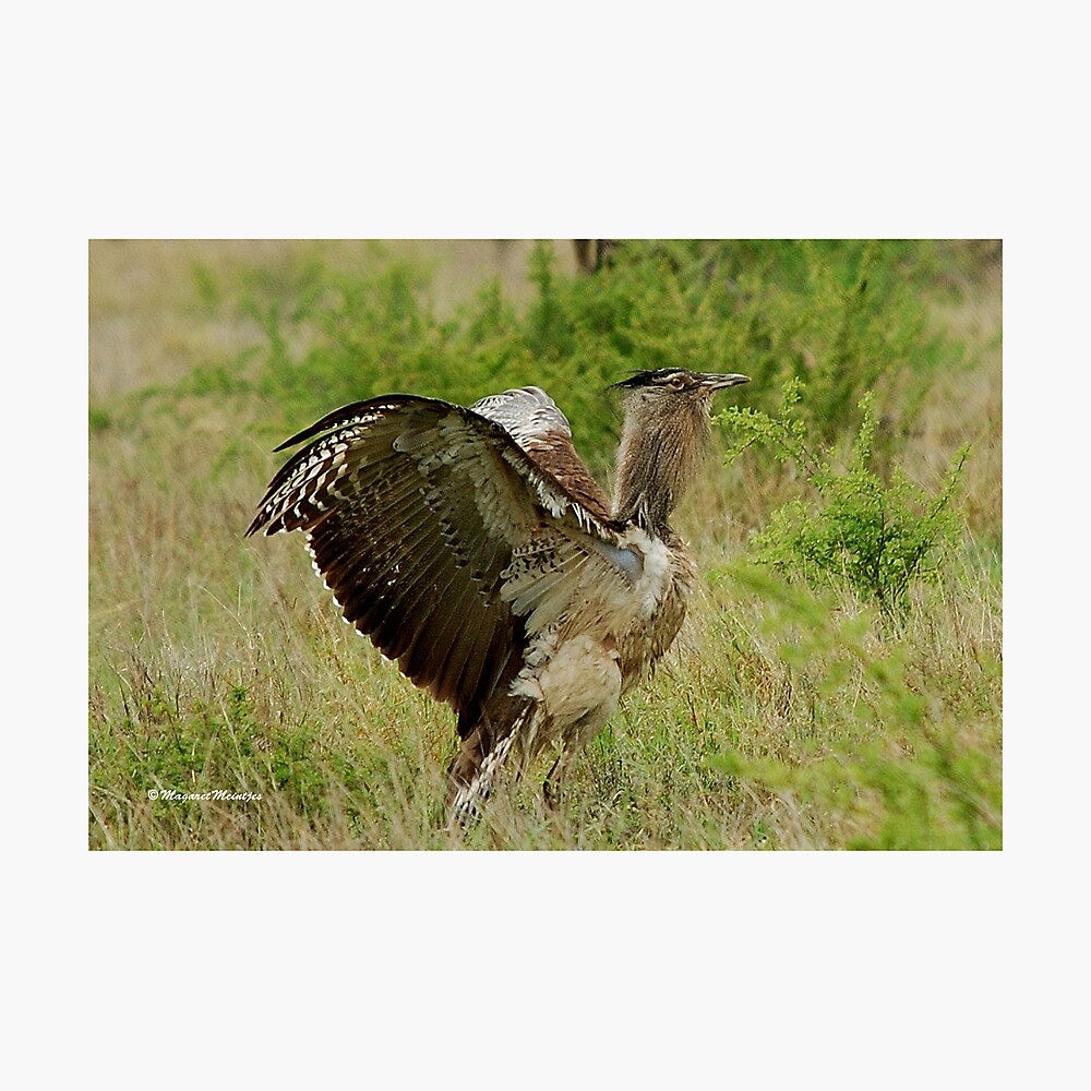 Yes I Am The Largest Flying Bird Kori Bustard Ardeotis Kori Gompou Poster By Mags Redbubble