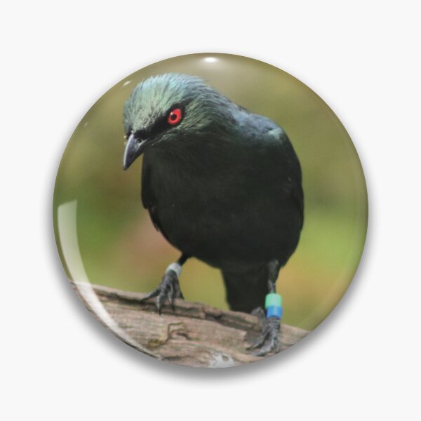 Item preview, Asian Glossy Starling designed and sold by Ladymoose.