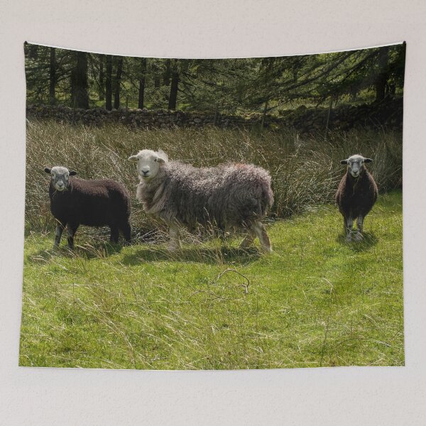 Item preview, Herdwick Sheep Family Ewe and Lambs in England Cumbria Lake District UK Photograph Gift designed and sold by skyfilming.