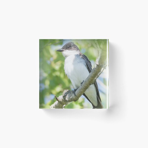 Item preview, Beautiful Eastern Kingbird designed and sold by Anita Oakley.