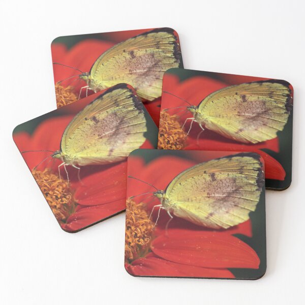 Item preview, Sleepy Orange on Mexican Sunflower designed and sold by StampCity.