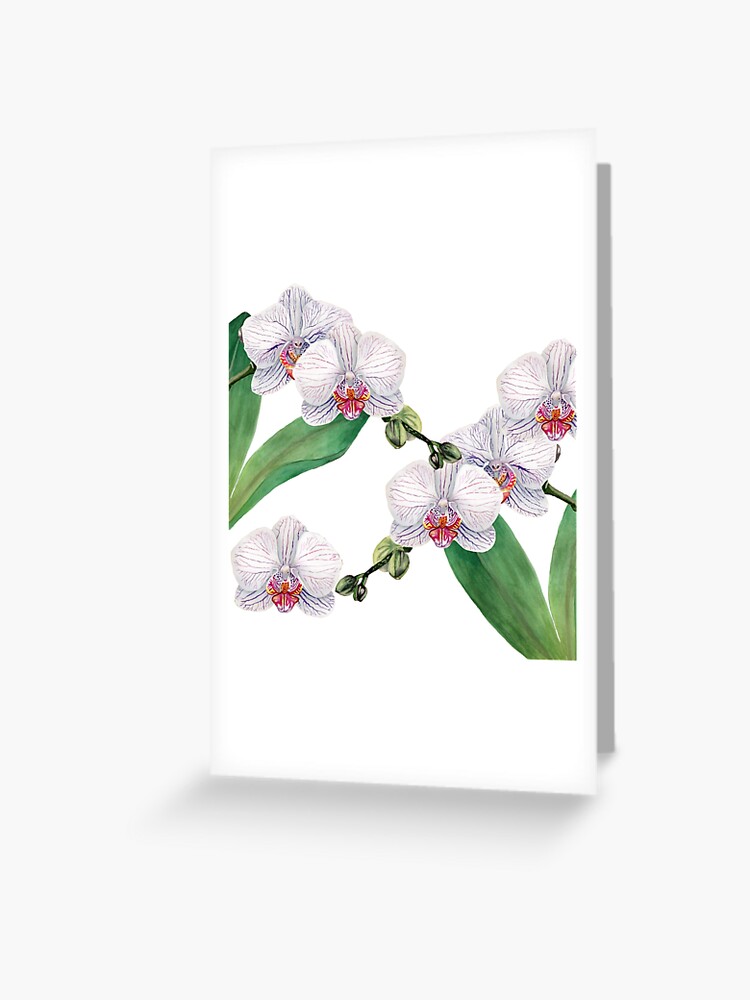 Carte De Vœux Modele Aquarelle Orchidee Blanche Par Daisymarroquin Redbubble