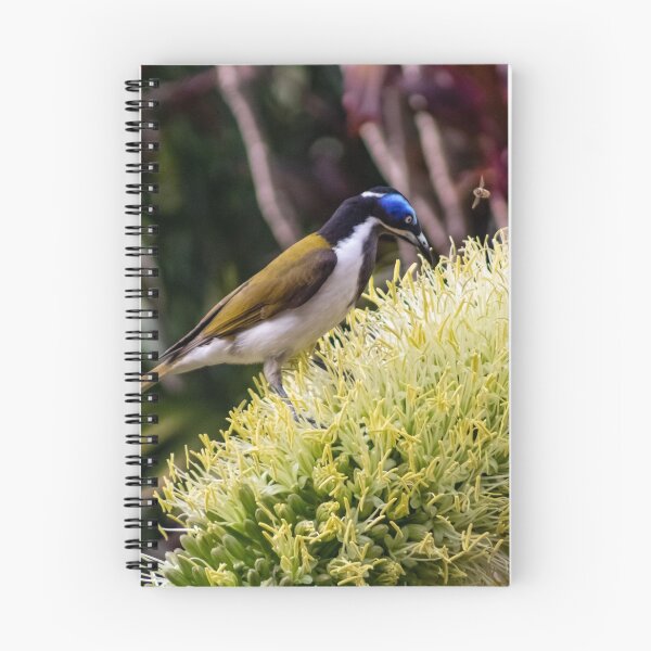 Item preview, Blue-Faced Honeyeater designed and sold by AussieCamera.