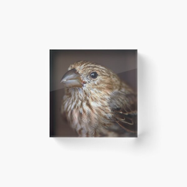 Item preview, Portrait of a House Finch designed and sold by StampCity.