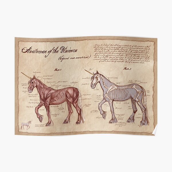 Anatomy of the Unicorn Poster