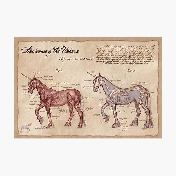 Item preview, Anatomy of the Unicorn designed and sold by awkaffections.