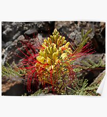 Grevillea ?? Poster