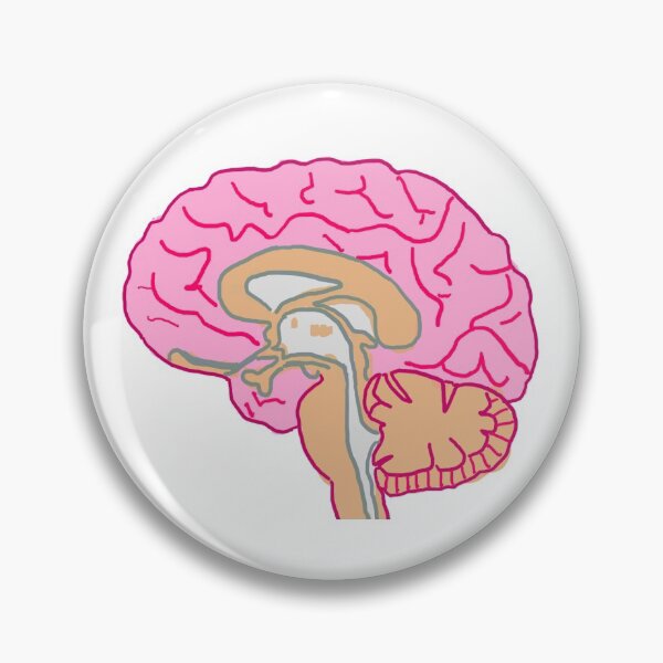 Item preview, colourful cross section designed and sold by NeuroNotes.