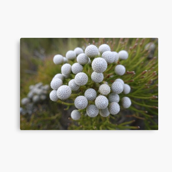 Item preview, South African Flowering Plant  designed and sold by Stratus13.